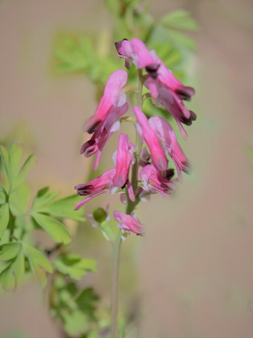 Fumeterre officinale