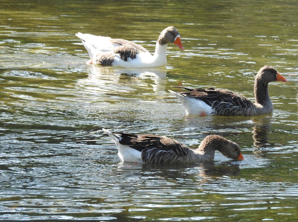 Balade aux Réservoirs de Piraillan : canards et aigrettes...