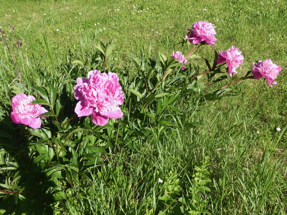 Jardin sauvage en folie!