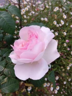 Au jardin, voir la vie en rose
