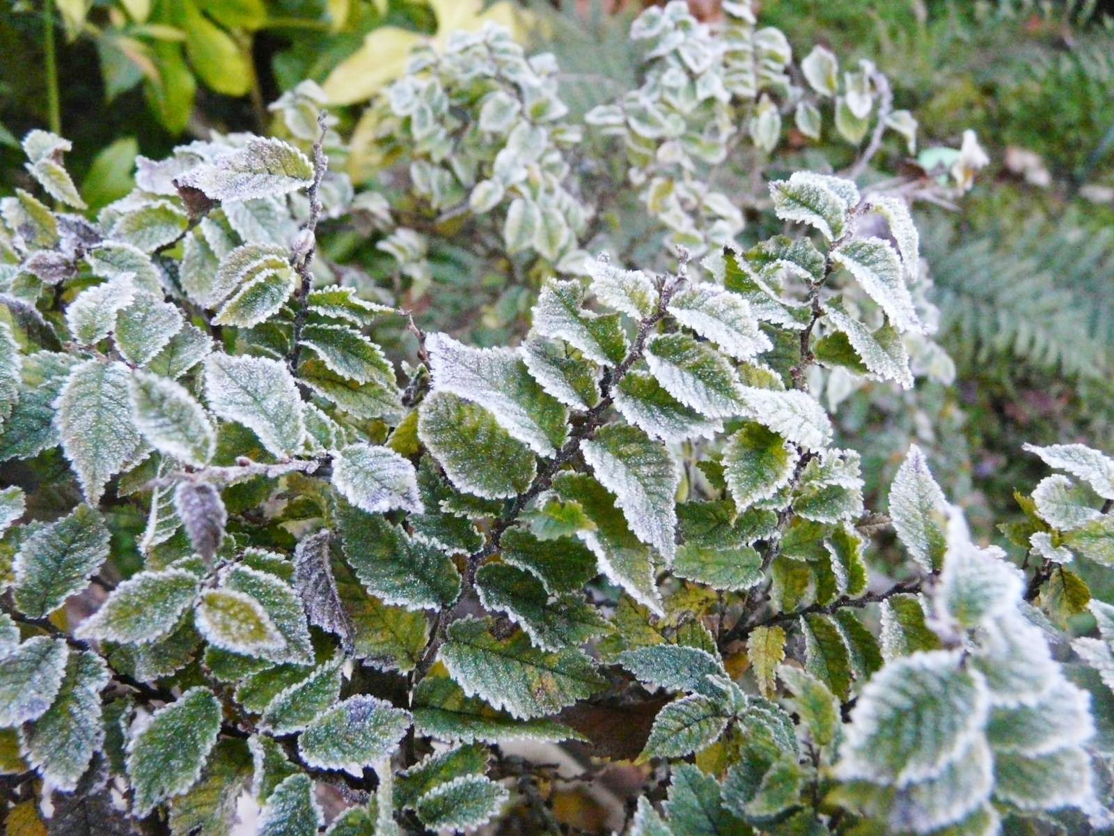 Le givre et ses effets....