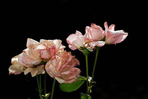 le temps des roses...