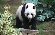 Carte d'identité du panda géant