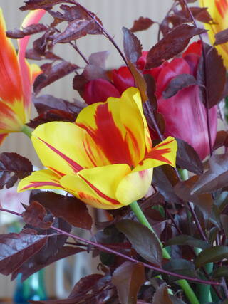 Les tulipes de mon jardin (1)