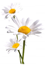 Tube Marguerite