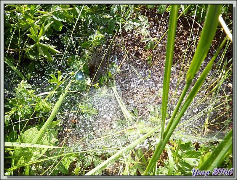 Araignée Agélène à labyrinthe (Agelena labyrinthica) - Lartigau - Milhas - 31  (Faune)