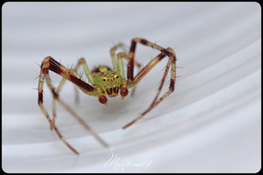 Araignée : Diaea dorsata