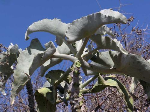 Fleurs cultivées : kalanchoe