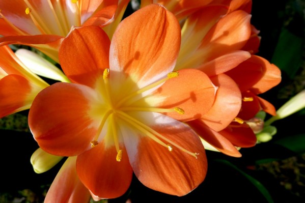 AL06 - Le clivia en fleur