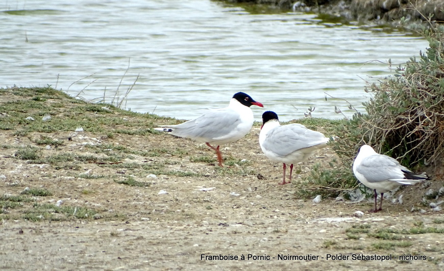 Noirmoutier Les oiseaux du polder Sébastopol Mai 2019