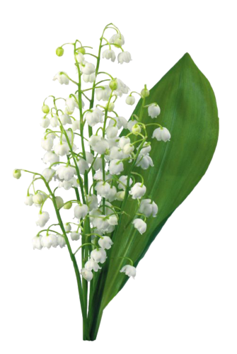 Muguet Série 8