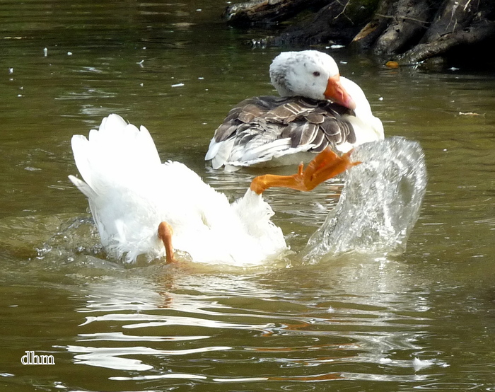 Le jeu des oies .