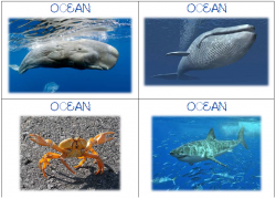 Jeux de français Cycle 2