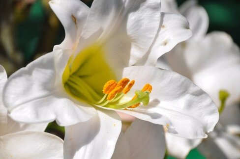 Quelles fleurs pour honorer saint Joseph ?