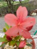 Identification par les fleurs !