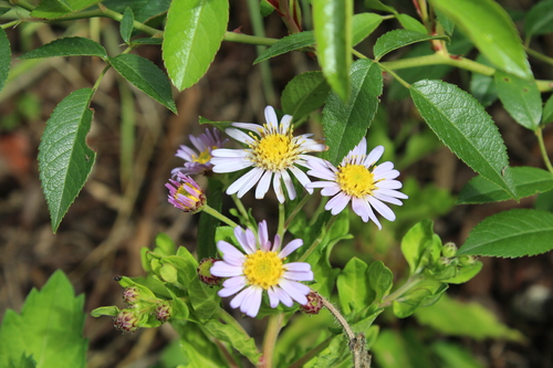 Fleurs d'automne