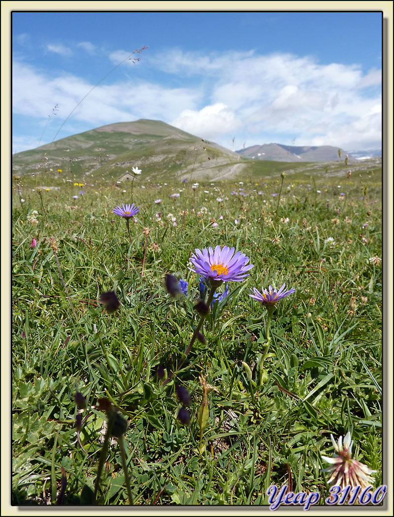 Aster des Alpes (Aster alpinus) - Mondotò - Massif du Mont Perdu - Aragòn - Espagne  (Flore)