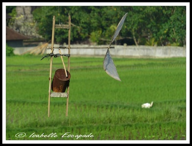 06 Août 2014 - Ubud... les rizières toujours trop belles...