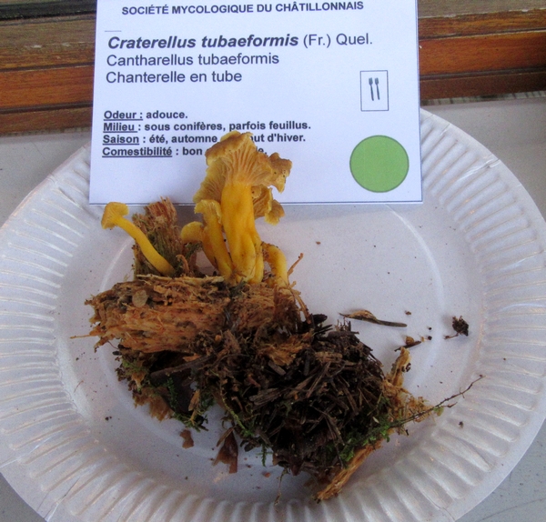 Voici la plupart des espèces de champignons, récoltées lors du séjour de la Société Mycologique du Châtillonnais dans le Morvan