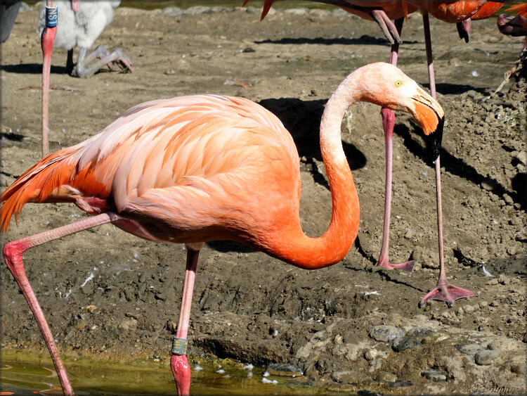 Photos de flamants de Cuba (Zoo de la Palmyre)