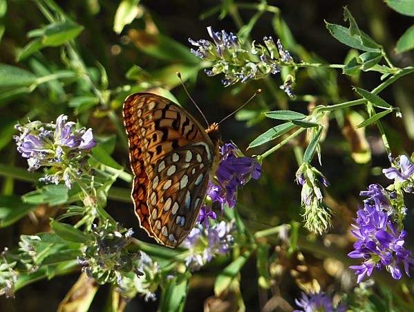 Jour 8 Logan Canyon papillon,