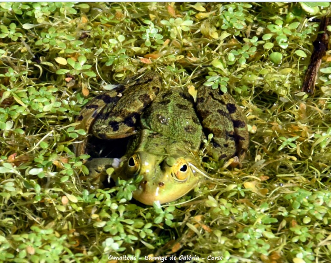 Grenouille - Barrage de Galéria - Corse