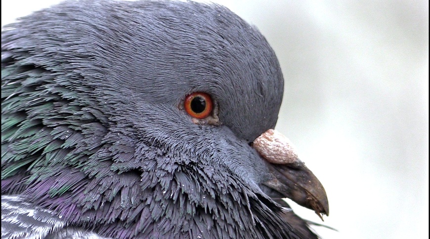Portrait d'oiseau (2) :  l'oeil du pigeon 