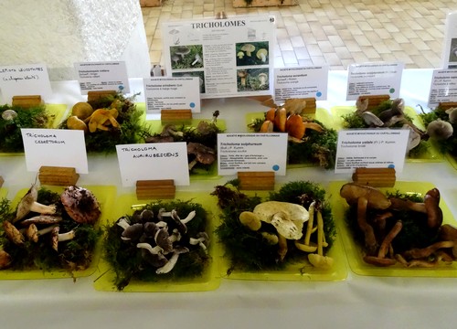 Quelques photos de la superbe exposition 2015, de la Société Mycologique Châtillonnaise  à Châtillon sur Seine !