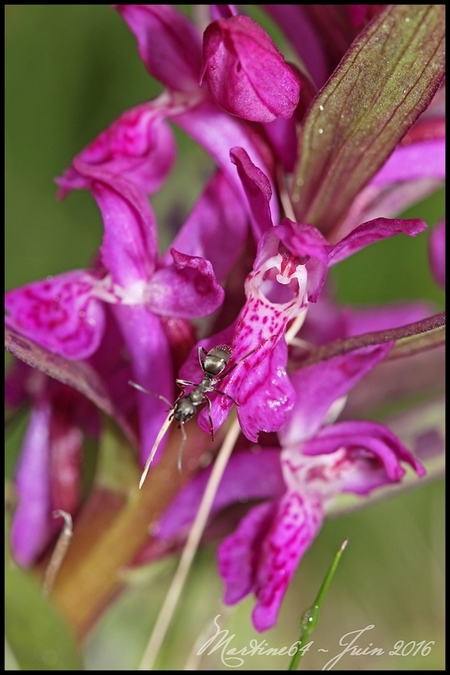 L'Orchis et la fourmi 