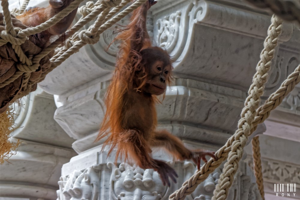 Voici Berani dans le Temple des Fleurs, au Royaume de Ganesha