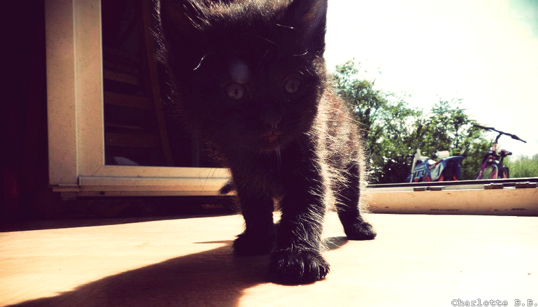 Candy, notre nouvelle mascotte.