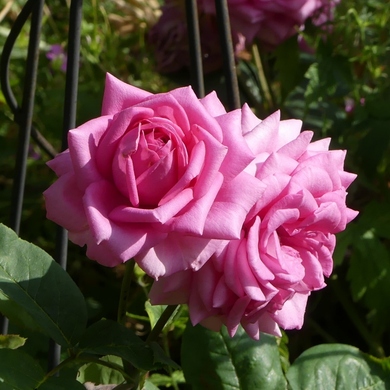 Des roses aux rouges...