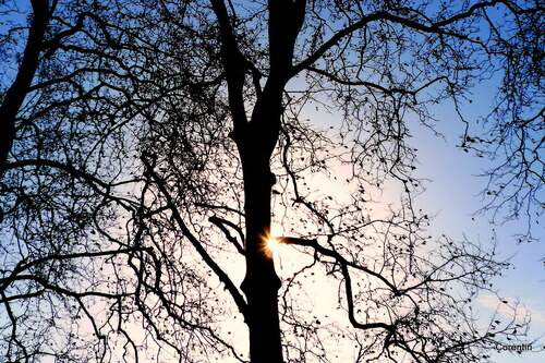 Des branches et le soleil du soir