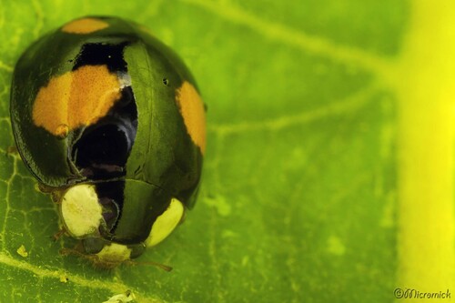 Puceron Aphis nerii sur feuille d'Asclepias