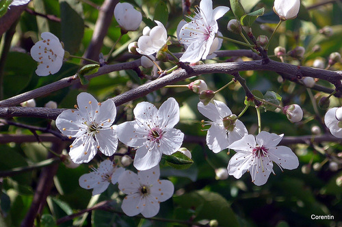 Les pruniers en fleurs