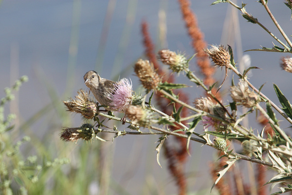 Les oiseaux du bord de l'étang