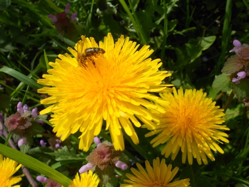 deux flerus de pissenlit d'un jaune éclatant au soleil et une abeille qui butine