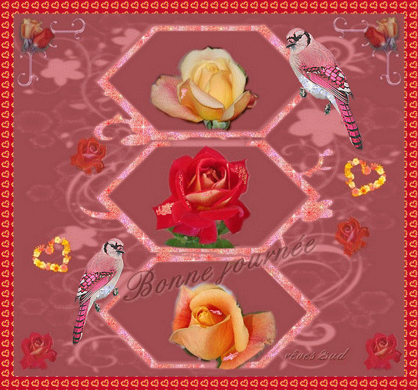 L'amour des roses