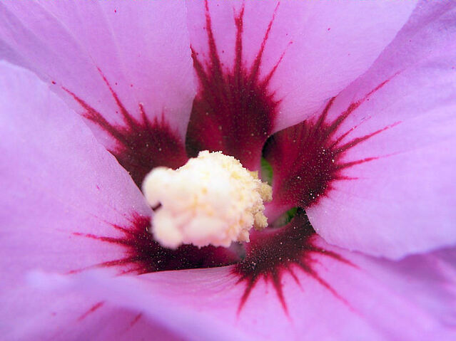 L'hibiscus de Marie