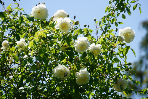 Des roses pour des saints