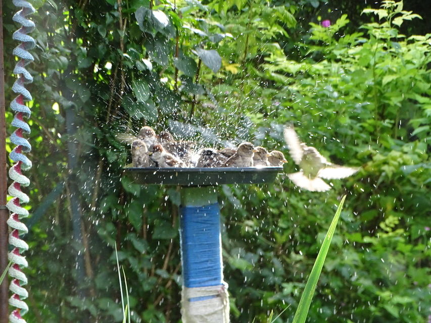 C'est la fête au jardin