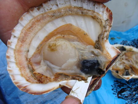 Coquilles_st_Jacques__6_