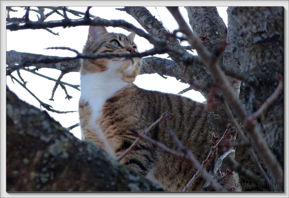 Le chasseur. Chat domestique (Felis silvestris catus)