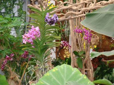 Blog de beaulieu : Beaulieu ,son histoire au travers des siècles, Orchidées