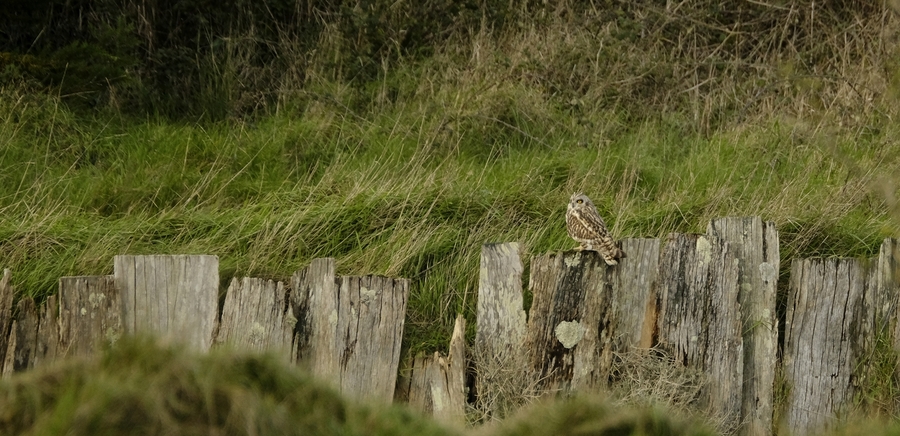 A la recherche du hibou des marais.