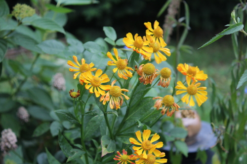 Fin d'été au jardin