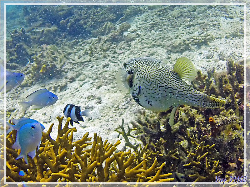 Poisson ballon griffonné ou gribouillé ou carte, Scribbled pufferfish, Map pufferfish (Arothron mappa) - Spot Les 2 Sœurs - Tsarabanjina - Archipel Mitsio - Madagascar