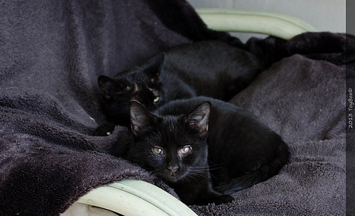 Refuge des chats de Lagoubran