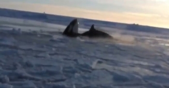 orques piÃ©gÃ©s glace