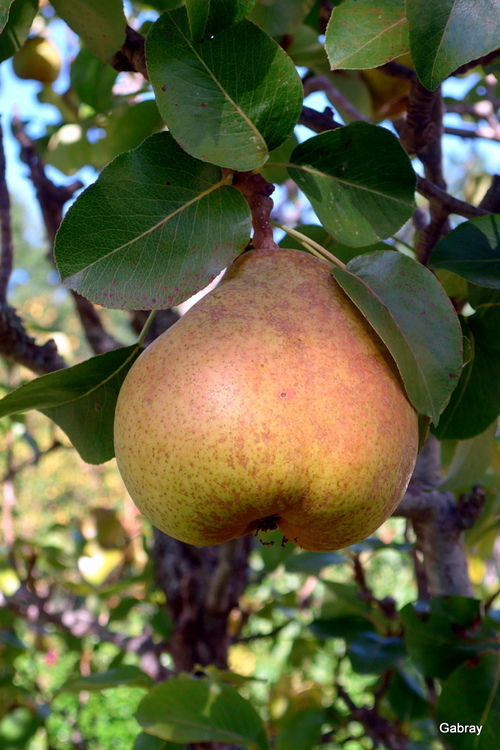 Les fruits de mon jardin en septembre ...